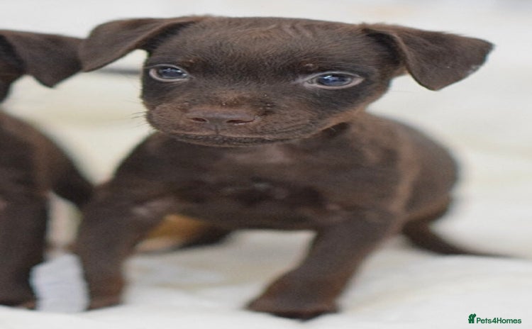 Patterdale Terrier dogs - Advert 2