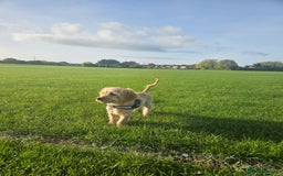 Cockapoo dogs for sale: Cockerpoo  - Image 23