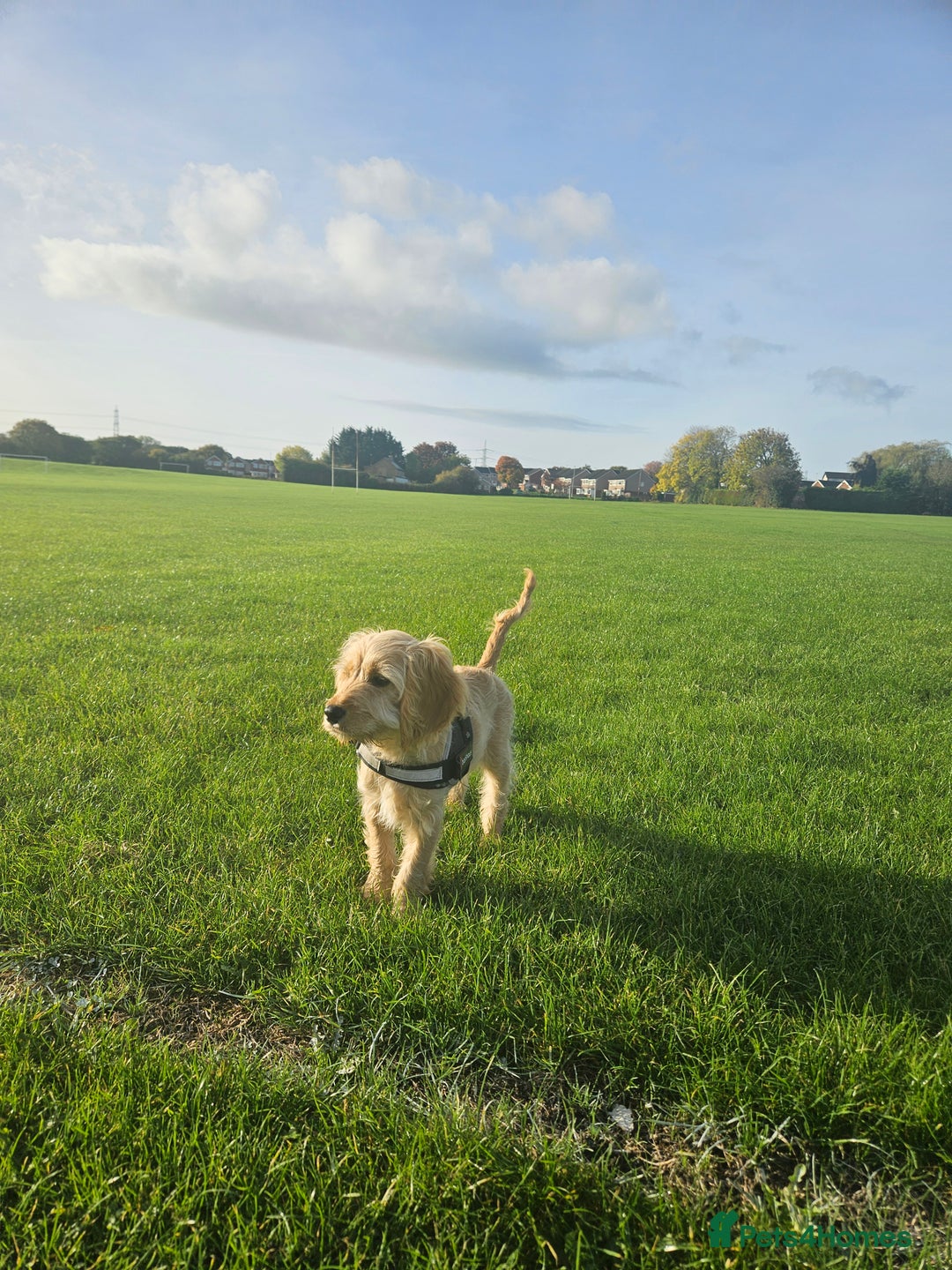 Cockapoo dogs for sale: Cockerpoo  - Image 23