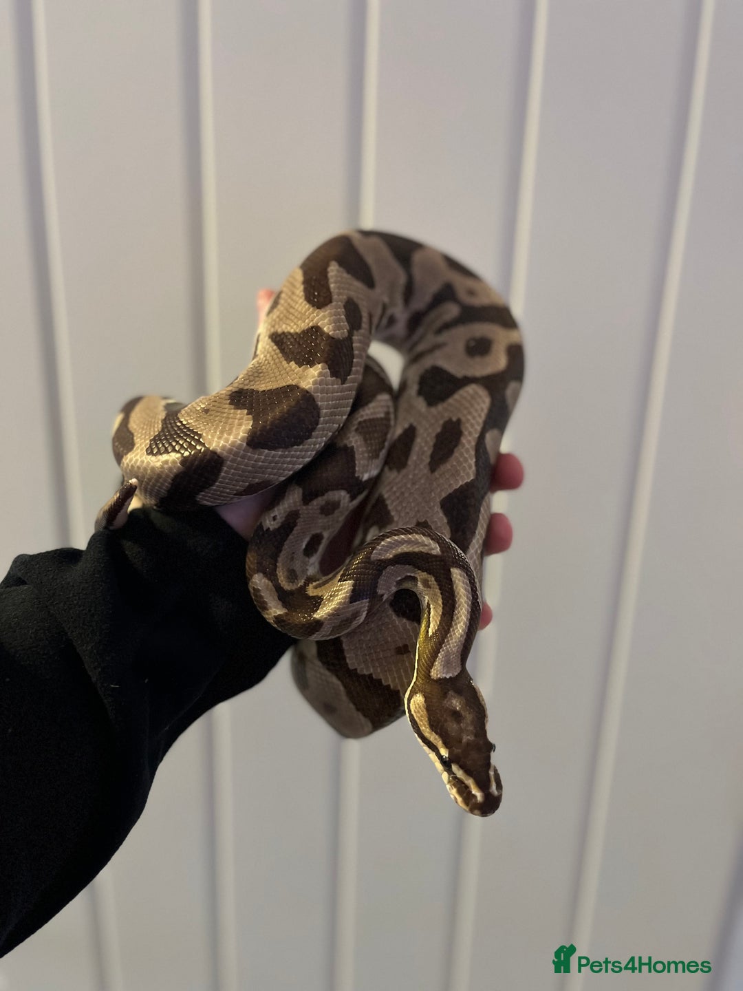 Snake reptiles for sale: Ball python / other - Advert 2
