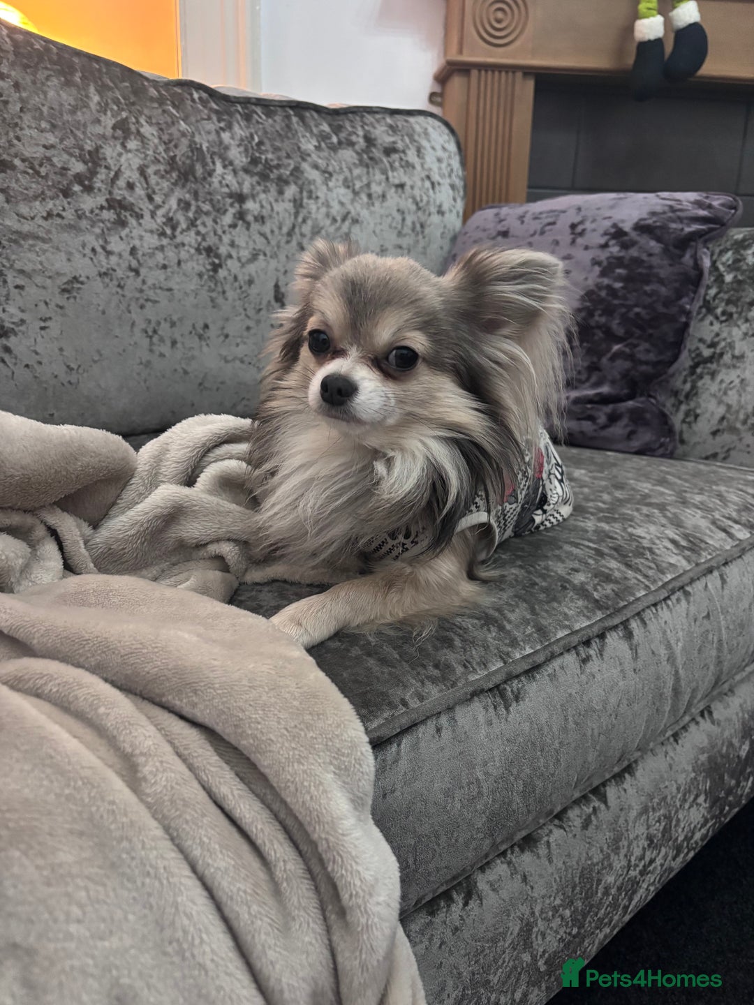 Chihuahua dogs for sale: KCREG Long/Shorthair chihuahua Champ/russian Lines - Advert 28