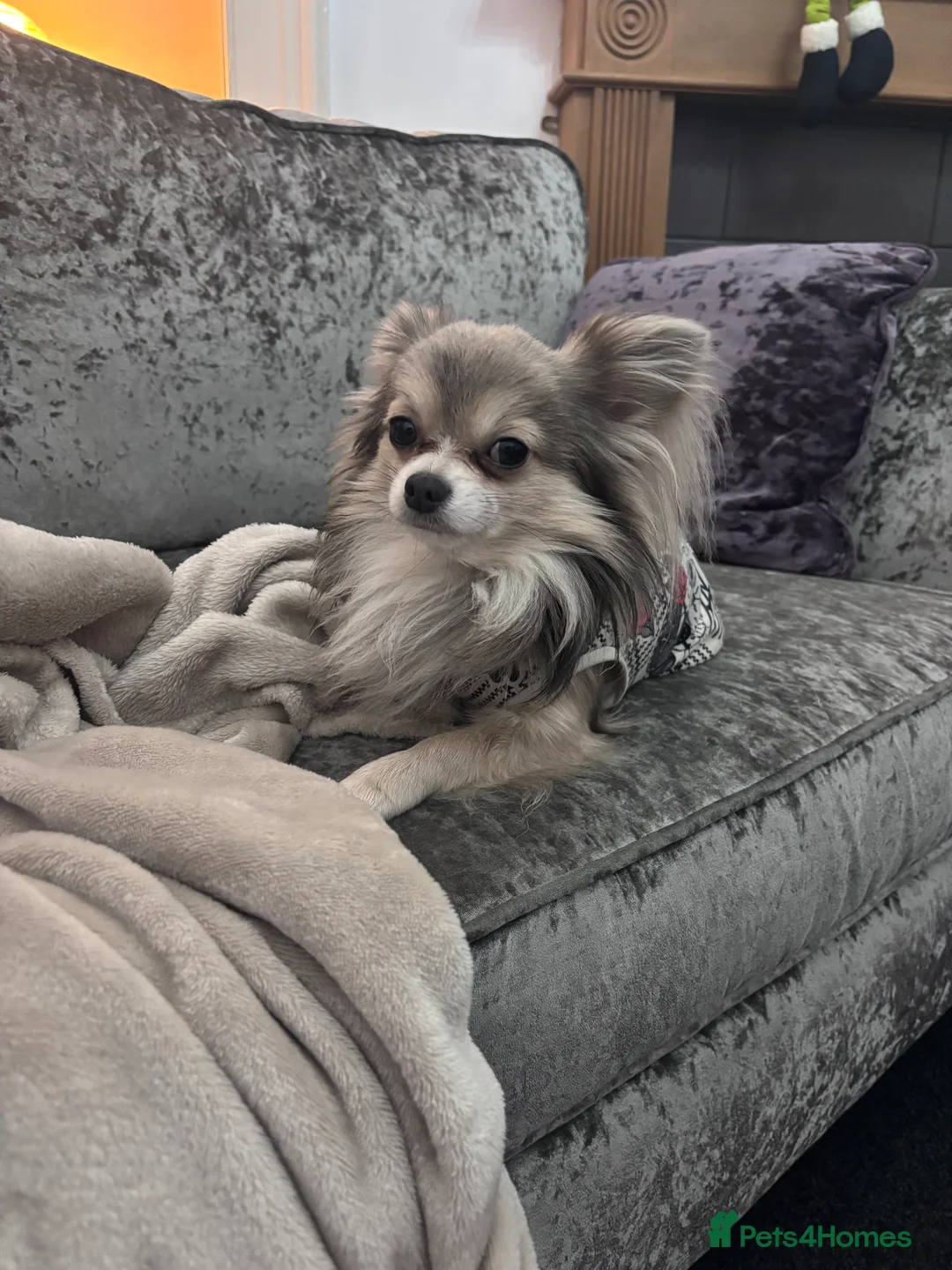 Chihuahua dogs for sale: Last boy KC REG chihuahua Champ/russian READY NOW - Advert 22