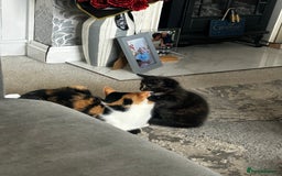 Mixed Breed cats for sale: Female kitten 12 weeks old  - Advert 4