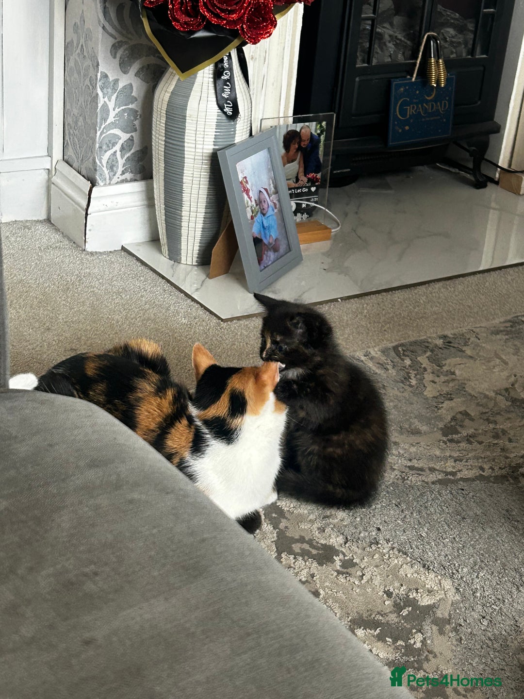 Mixed Breed cats for sale: Female kitten 12 weeks old  - Advert 4