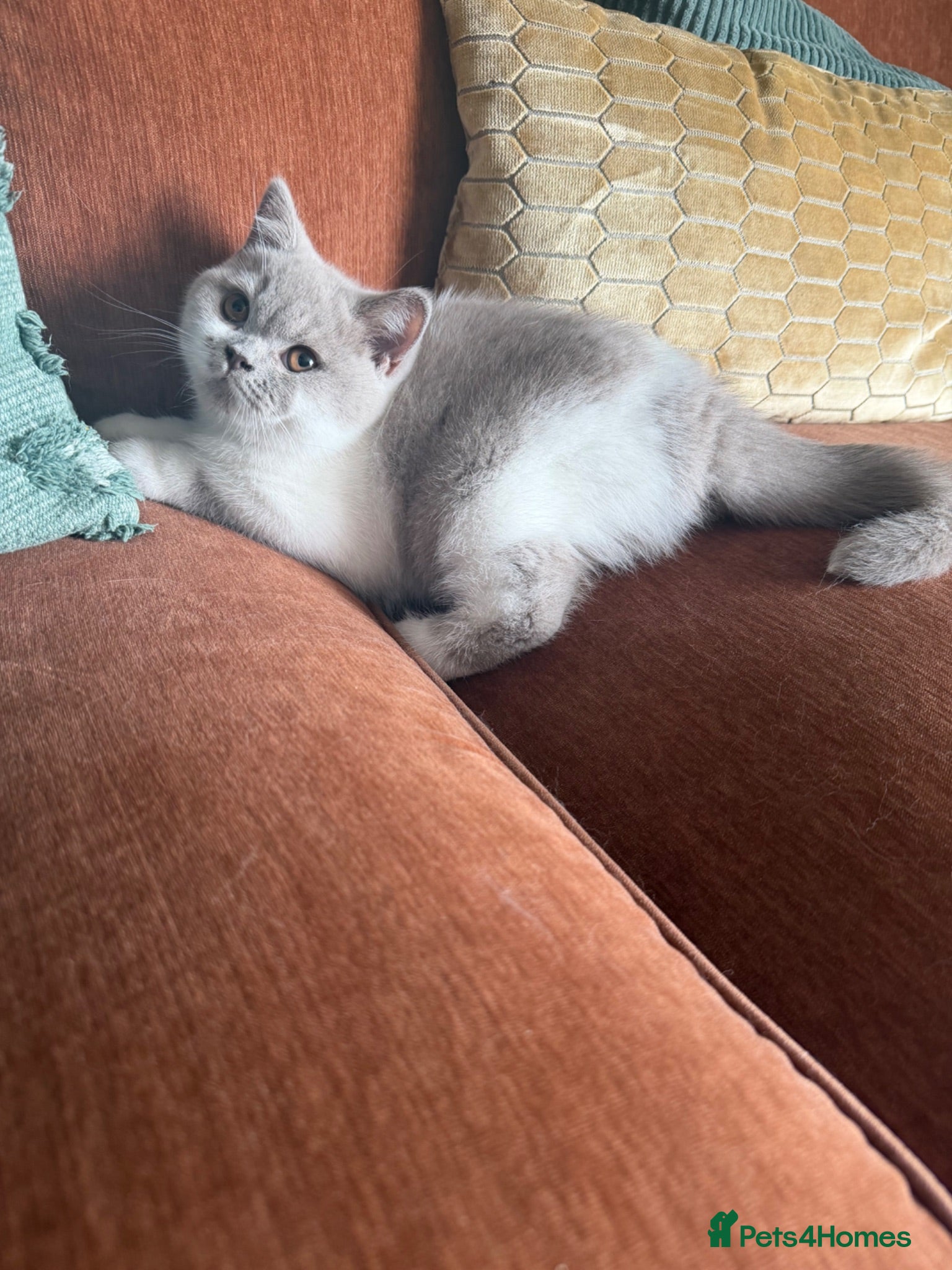 British Shorthair cats Lilac and white GCCF Champion kitten  - Advert 1