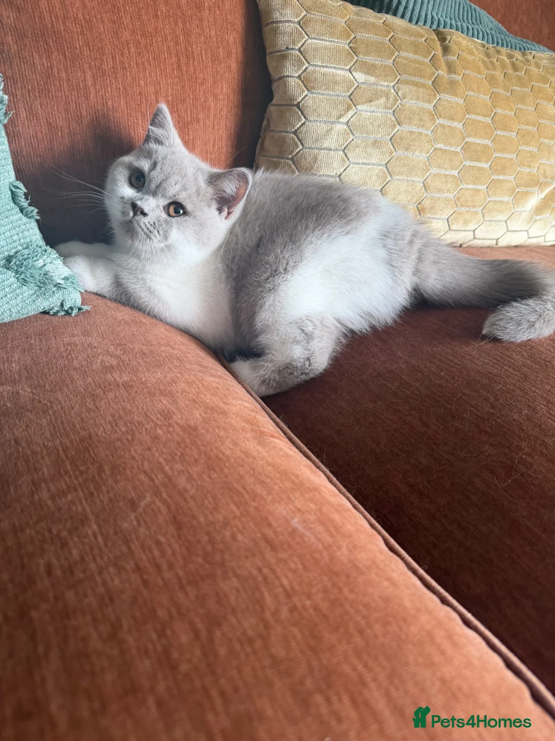British Shorthair cats for sale: Ready now British Shorthair Lilac and white GCCF - Advert 1
