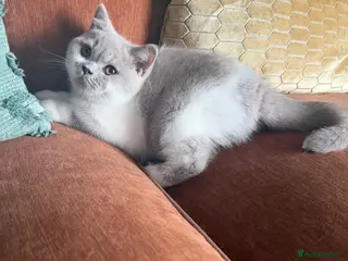 British Shorthair cats Ready now British Shorthair Lilac and white GCCF - Advert 2