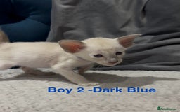 Siamese cats for sale: ✨Gorgeous GCCF registered kittens✨ - Image 6