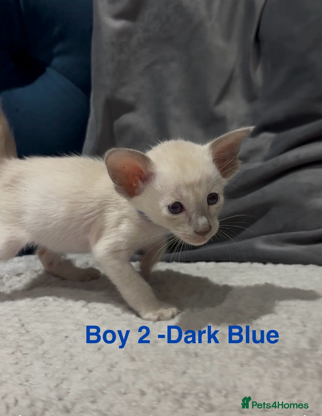 Siamese cats for sale: ✨Gorgeous GCCF registered kittens✨ - Image 6