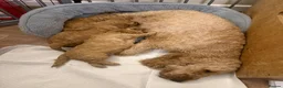 Cockapoo dogs for sale: 🐾 3 Gorgeous Male F1B Apricot Cockapoo Puppies 🐾 in Bournemouth - Advert 14
