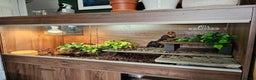 Skink reptiles for sale: Blue Tongued Skink-Male enclosure and cabnet setup - Advert 19