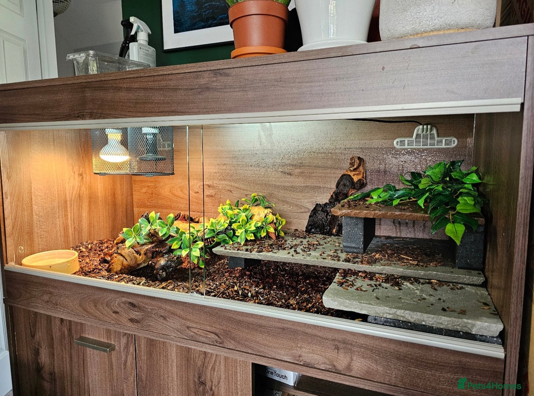 Skink reptiles for sale: Blue Tongued Skink-Male enclosure and cabnet setup - Advert 19