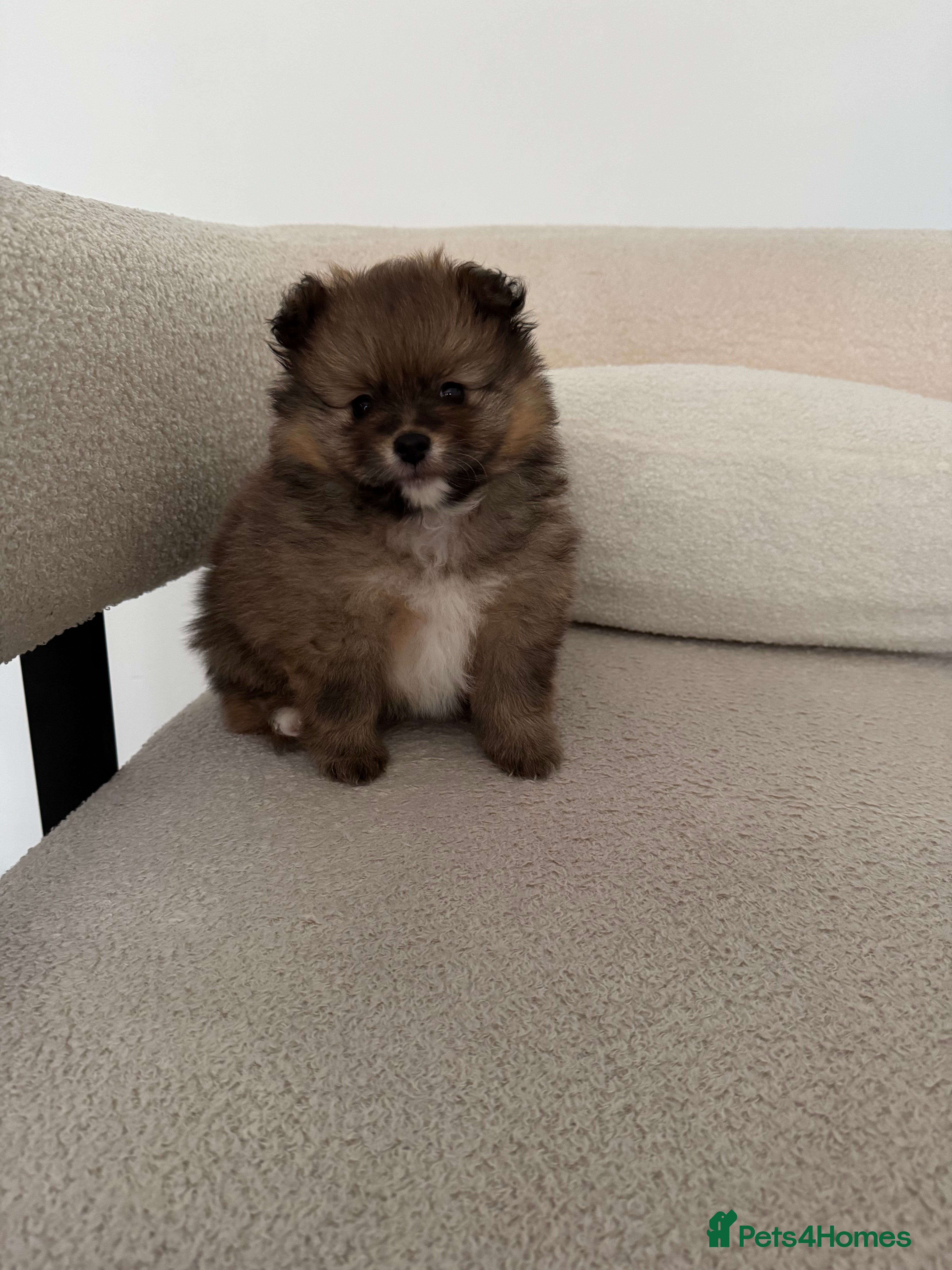 Pomeranian dogs Pure bread teddy bear face trio Pomeranian puppy - Advert 11