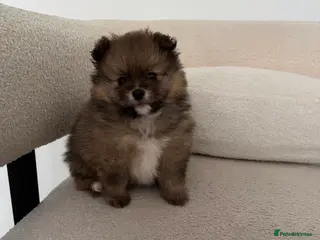 Pomeranian dogs Pure bread teddy bear face trio Pomeranian puppy - Advert 11