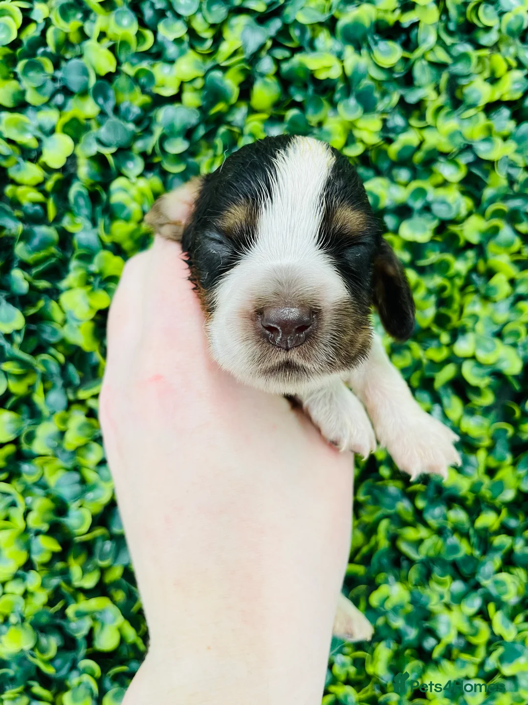 Cocker Spaniel dogs for stud: 🧡🧡 KC REG Stud Orange Roan Show Cocker Spaniel in Northallerton - Advert 12