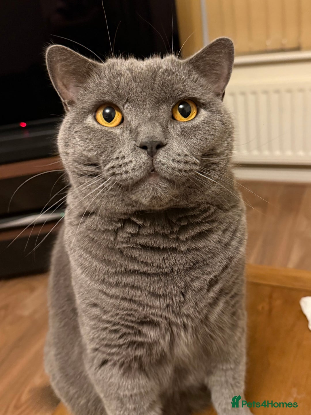 British Shorthair cats for sale: British Short Hair Blue Male - Advert 4