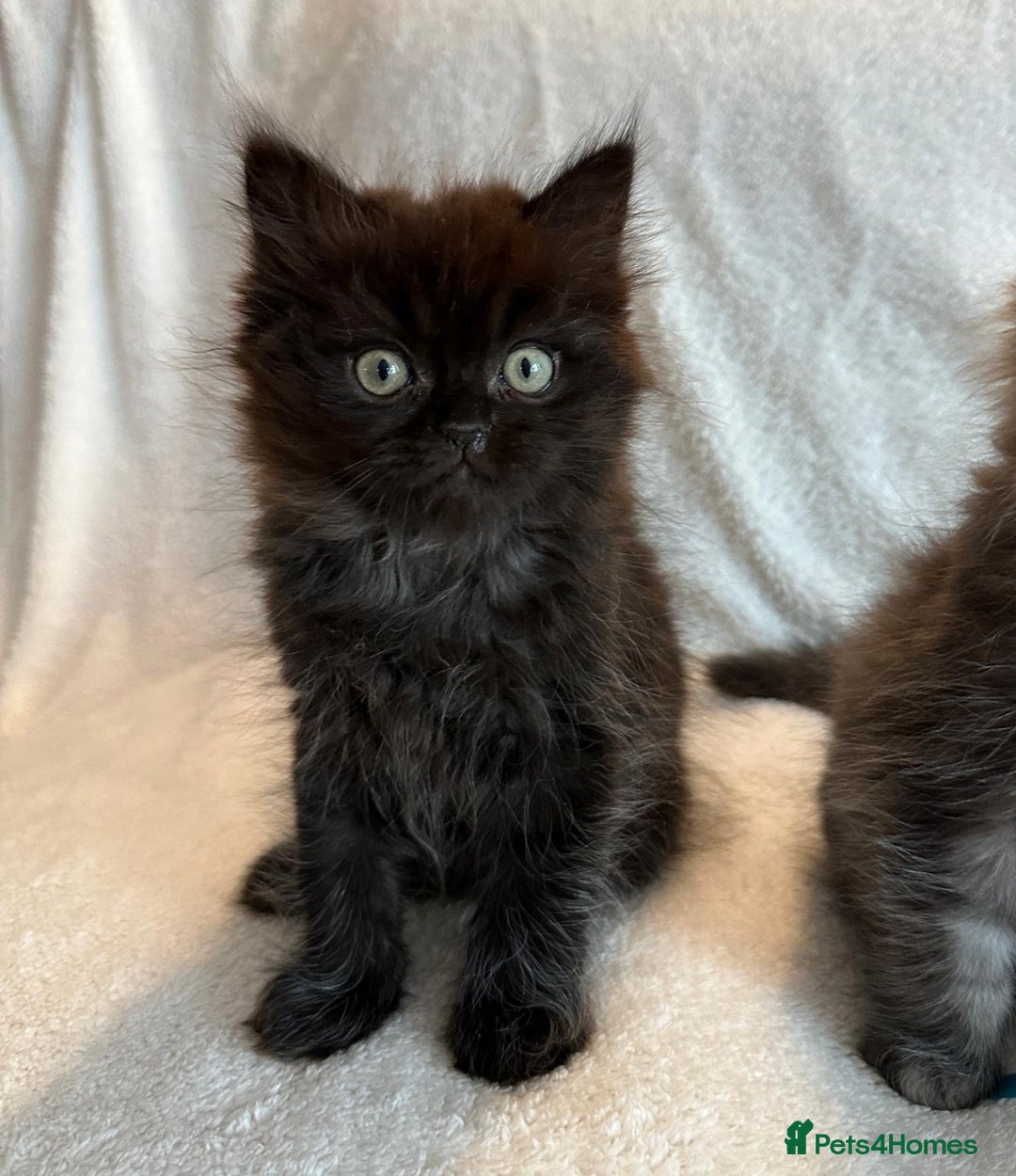 Persian cats for sale: 4 super friendly & playful Persian/Ragdoll babies - Image 4