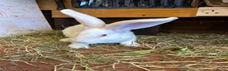 Mixed Breed rabbits for sale: Continental Giant baby bunnie in Wallingford - Advert 7