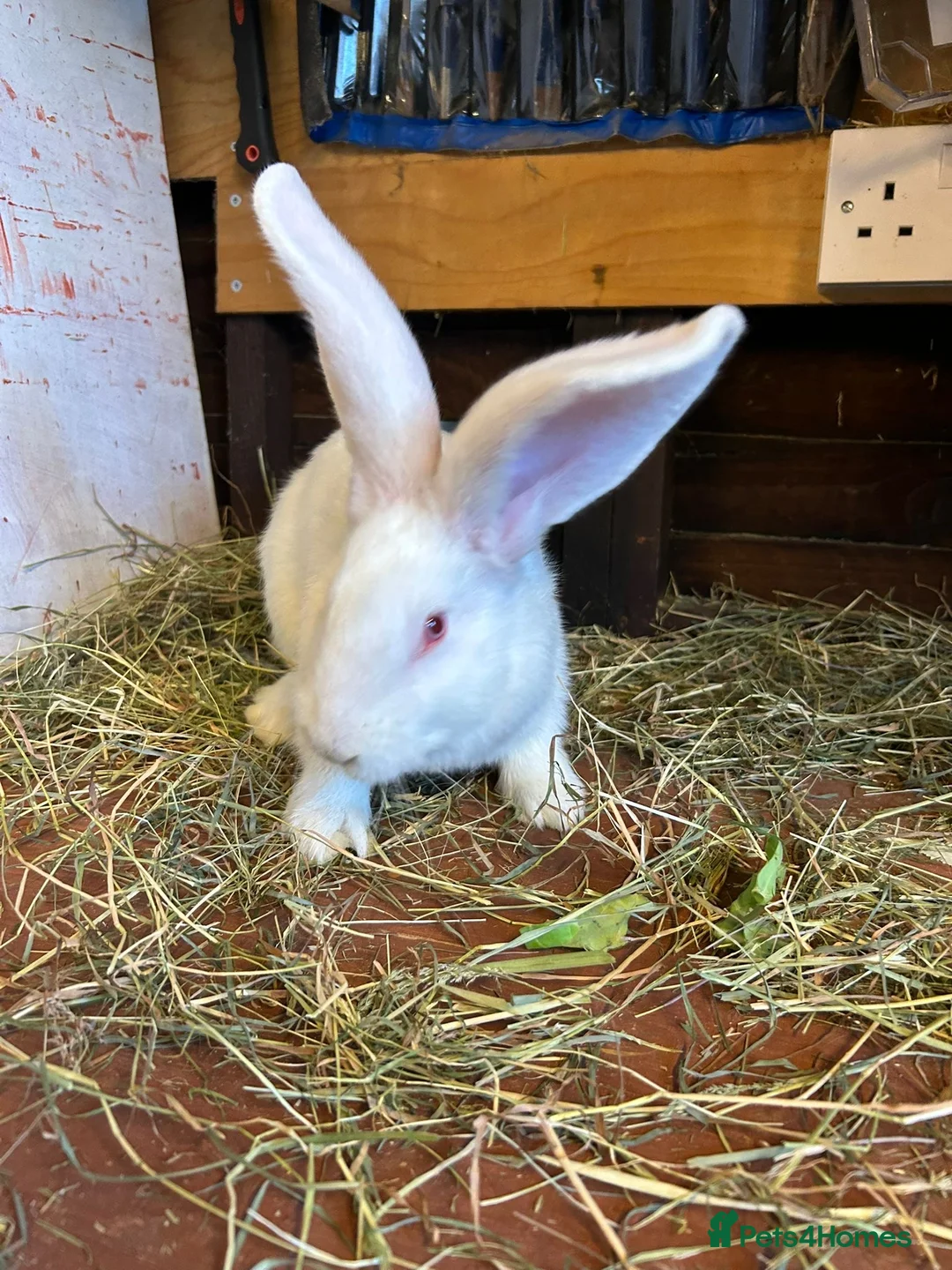 Mixed Breed rabbits for sale: Continental Giant baby bunnie in Wallingford - Advert 7