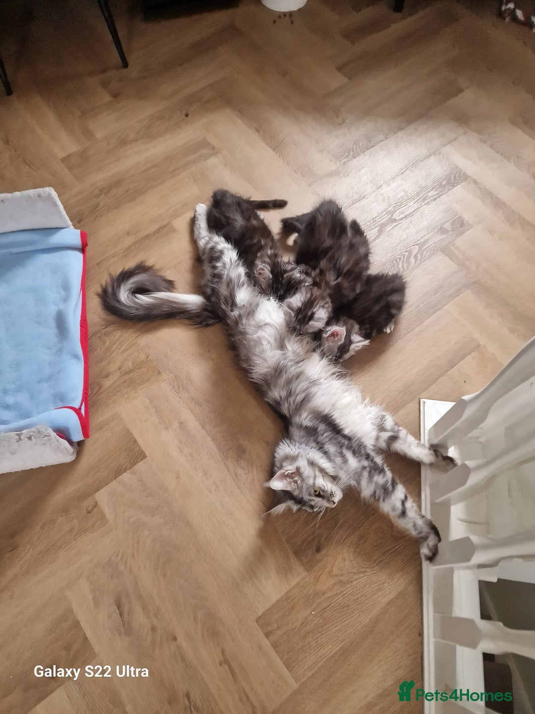 Maine Coon cats for sale: 💥Pure Maine coon😻 - Advert 23
