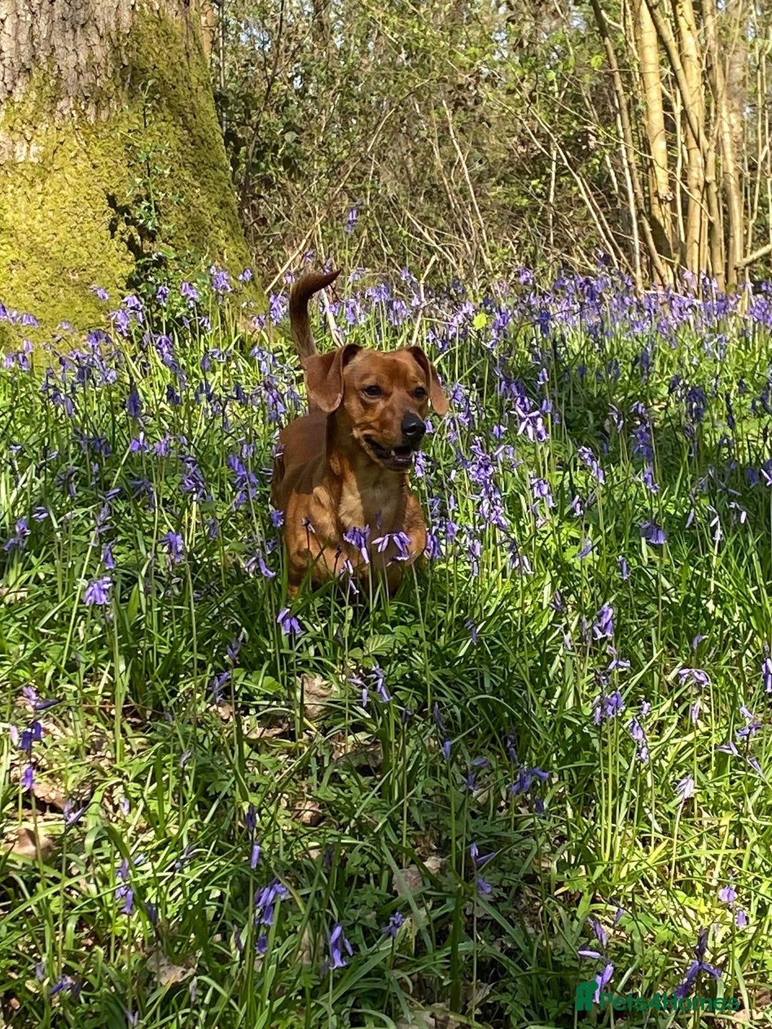 Mixed Breed dogs for stud: 4 year old Whisky, Jackshund mix. - Advert 2