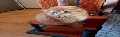 Scottish Fold Kitten 2