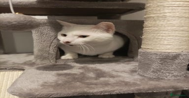 Mixed Breed cats - Advert 1