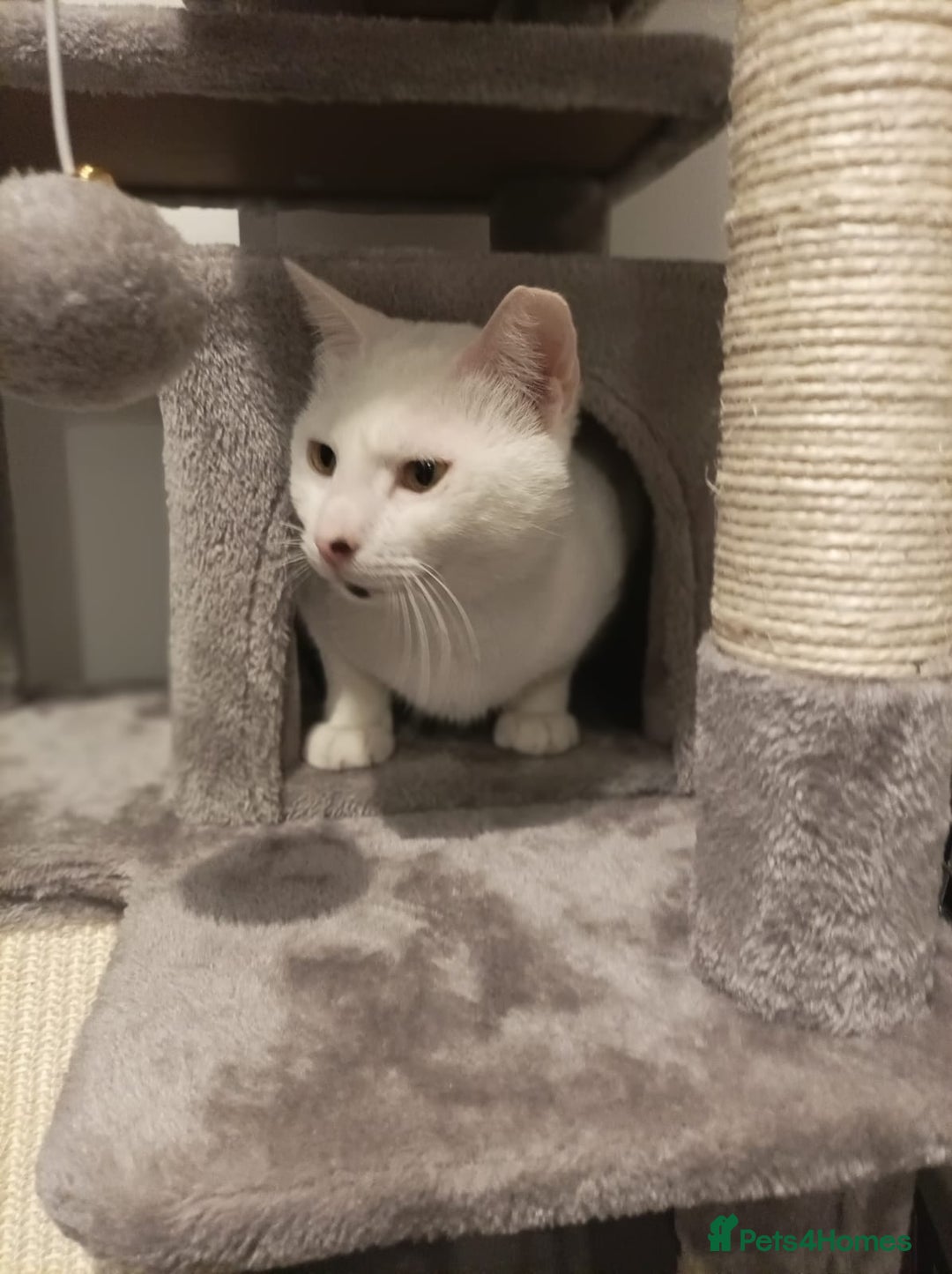 Mixed Breed cats for adoption: Confident Cuddlebug Who Loves dogs and to Chat! - Image 3