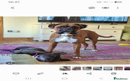 Boxer dogs for stud: Boxer for breeding - Image 7