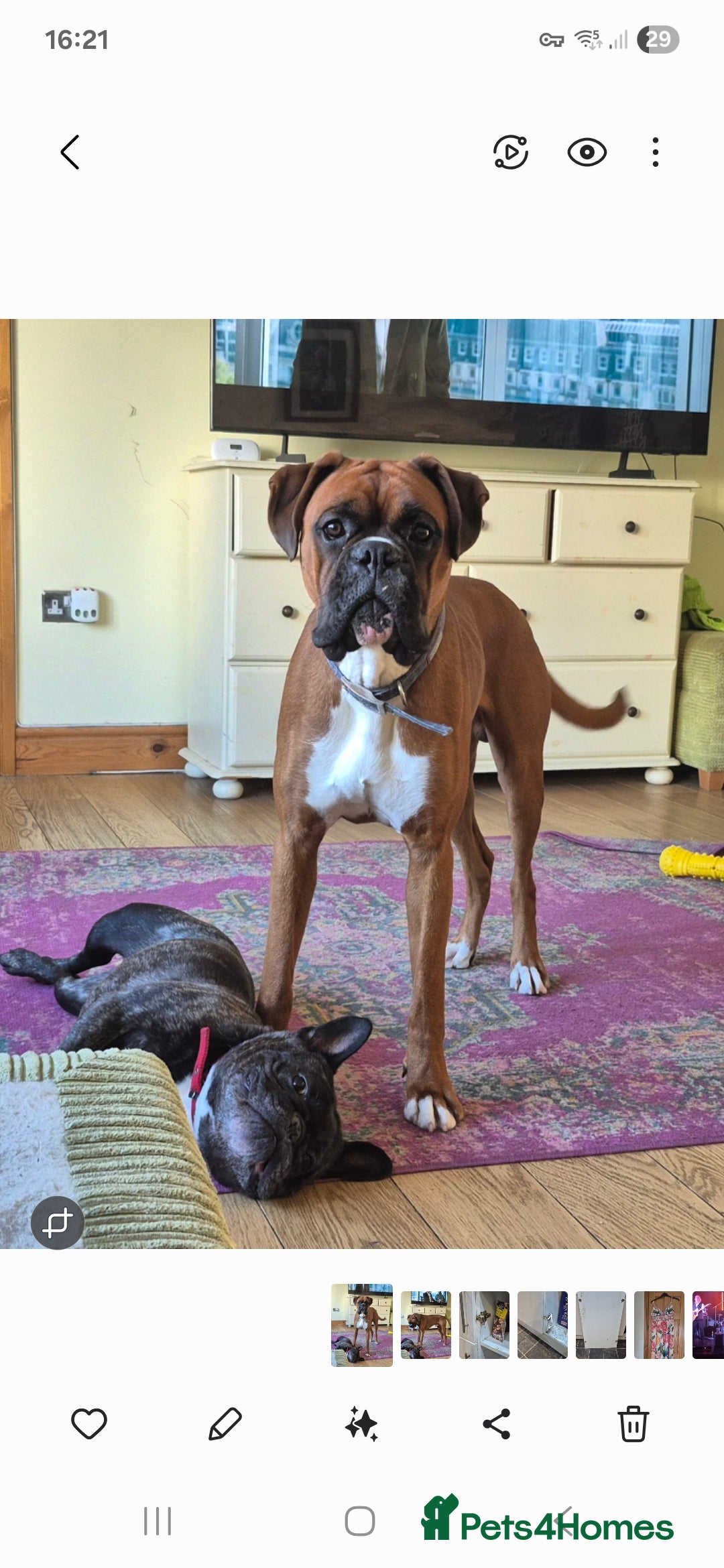 Boxer dogs for stud: Boxer for breeding - Image 7