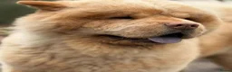 Chow Chow dogs for stud: Brilliant Chow Chow for stud - Advert 2