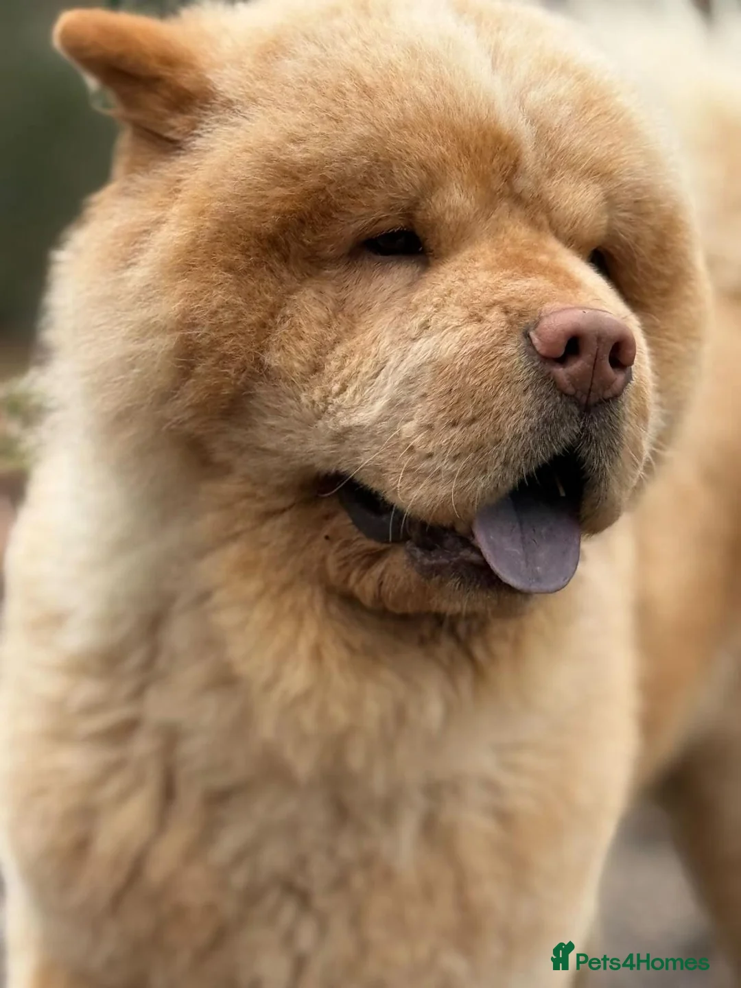 Chow Chow dogs for stud: Brilliant Chow Chow for stud - Advert 2