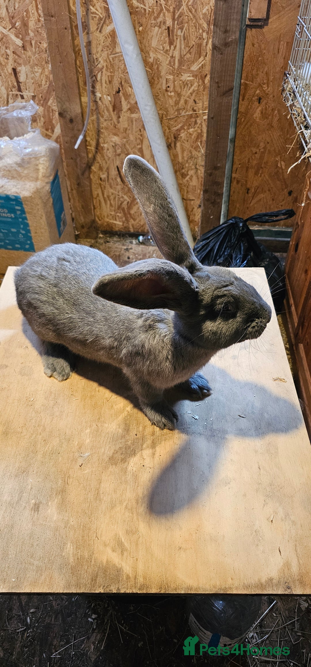 Continental Giant rabbits for sale: Continental Giants Merle - Image 26