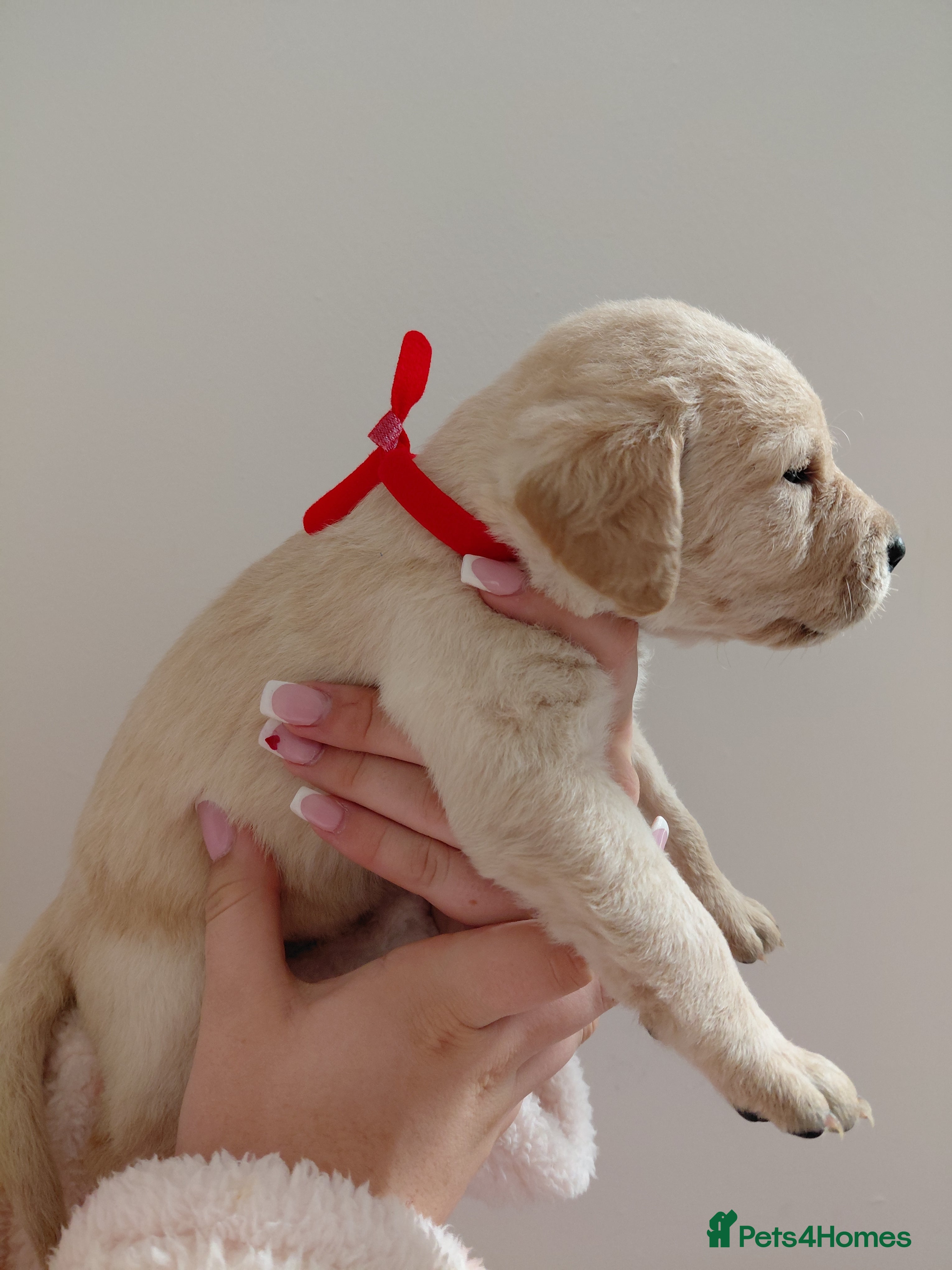Labrador Retriever dogs Pure bred labrador puppies - Advert 2