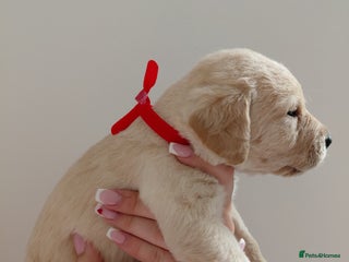 Labrador Retriever dogs Pure bred labrador puppies - Advert 2
