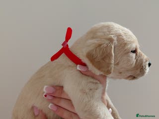 Labrador Retriever dogs Pure bred labrador puppies - Advert 4