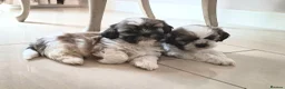 Shih Tzu dogs for sale: Gorgeous Shih tzu puppies! - Advert 2