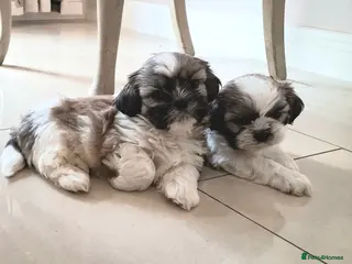 Shih Tzu dogs Gorgeous Shih tzu puppies! - Advert 3
