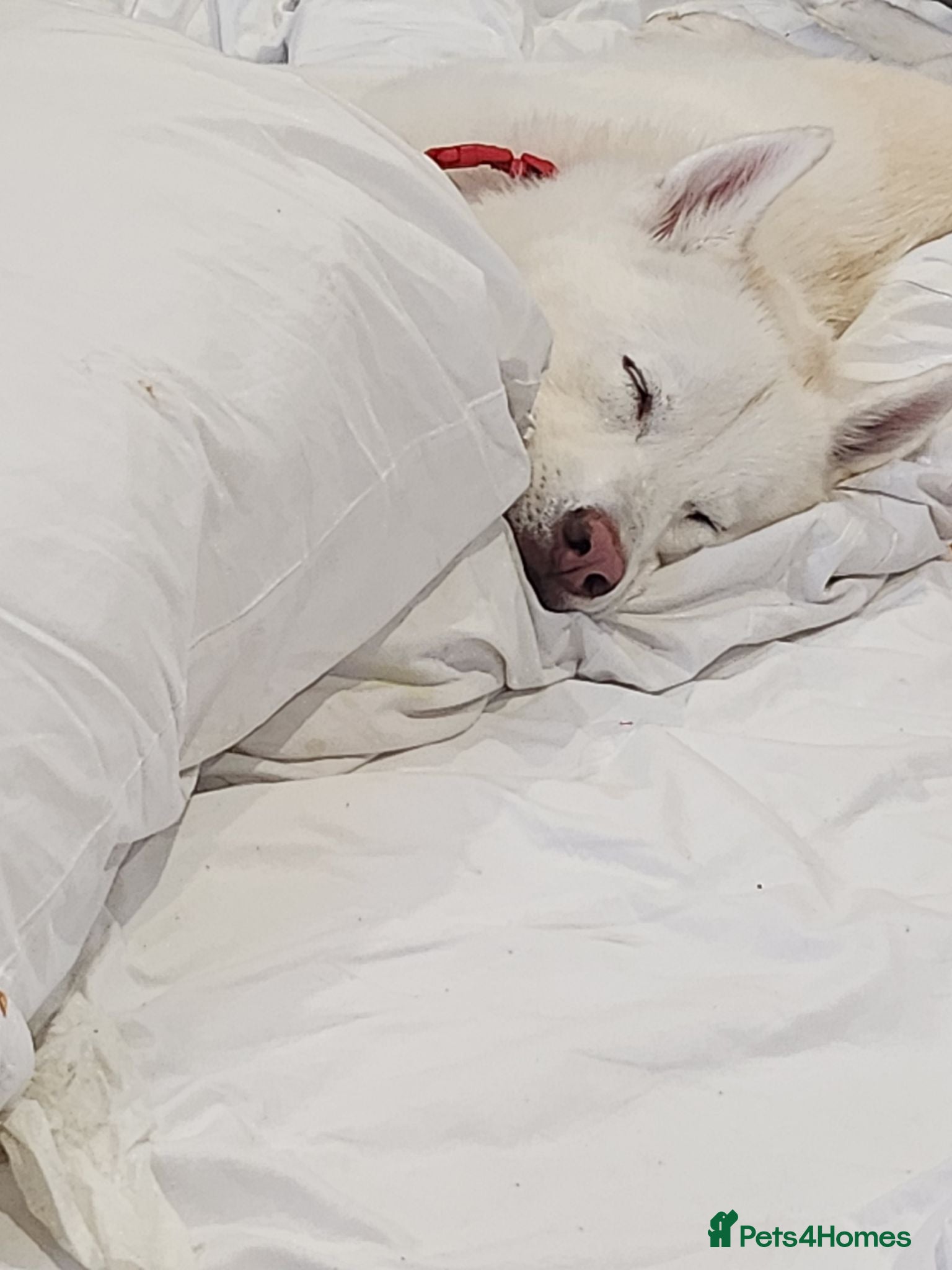 Siberian Husky dogs 3 year old siberian husky - Advert 2