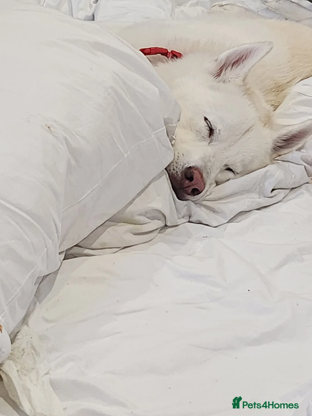Siberian Husky dogs for sale: 3 year old siberian husky in Portsmouth - Advert 1