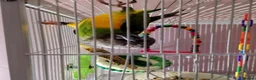 Parrots birds for sale: Tame 3 & Half Year Senegal Parrot For New Home, - Advert 4