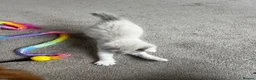 Maine Coon cats for sale: 4 LEFT! Stunning main coon x ragdoll kittens  - Advert 21