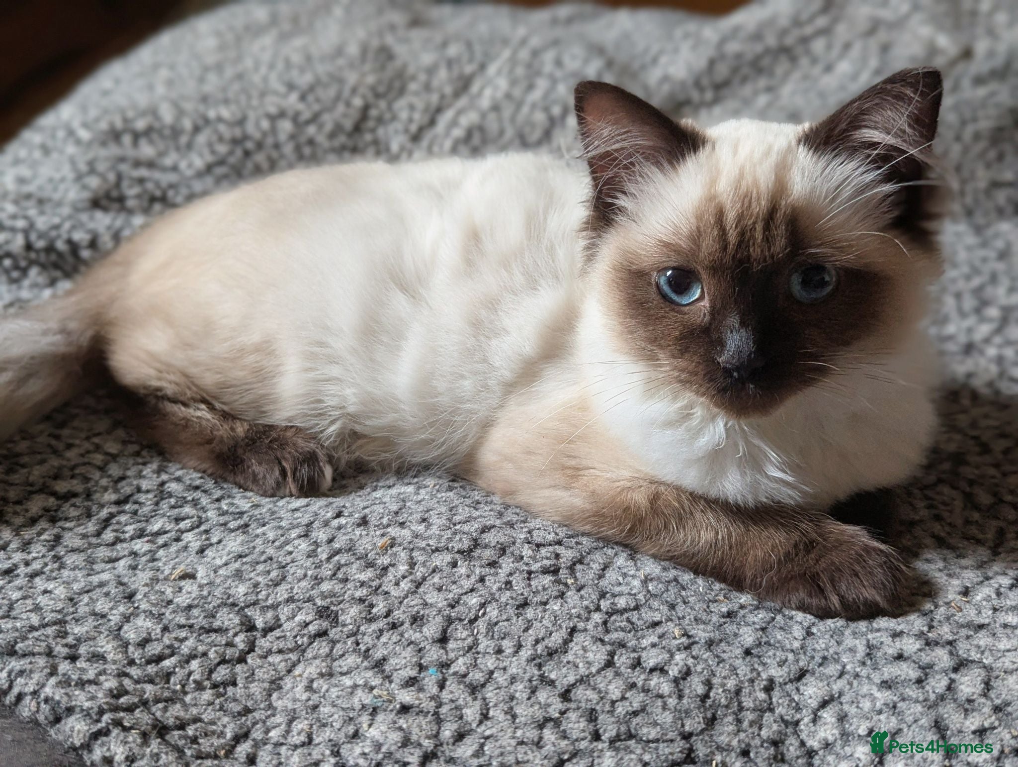 Ragdoll cats 💖💖Stunning seal mitted ragdoll💖💖 - Advert 12