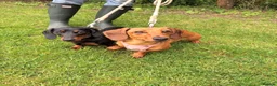 Miniature Dachshund dogs for sale: Two  Miniature Dachshunds Looking Home Together 🐾 - Advert 2