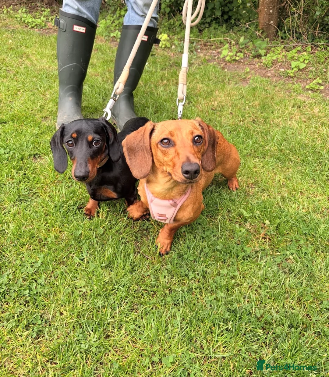 Miniature Dachshund dogs for sale: Two  Miniature Dachshunds Looking Home Together 🐾 - Advert 2