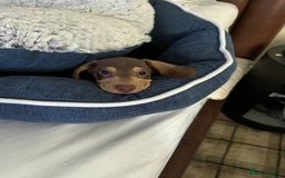 Miniature Dachshund dogs for sale: REDUCED 9 WEEKS MINI DACHSHUND PUPPY - Image 5