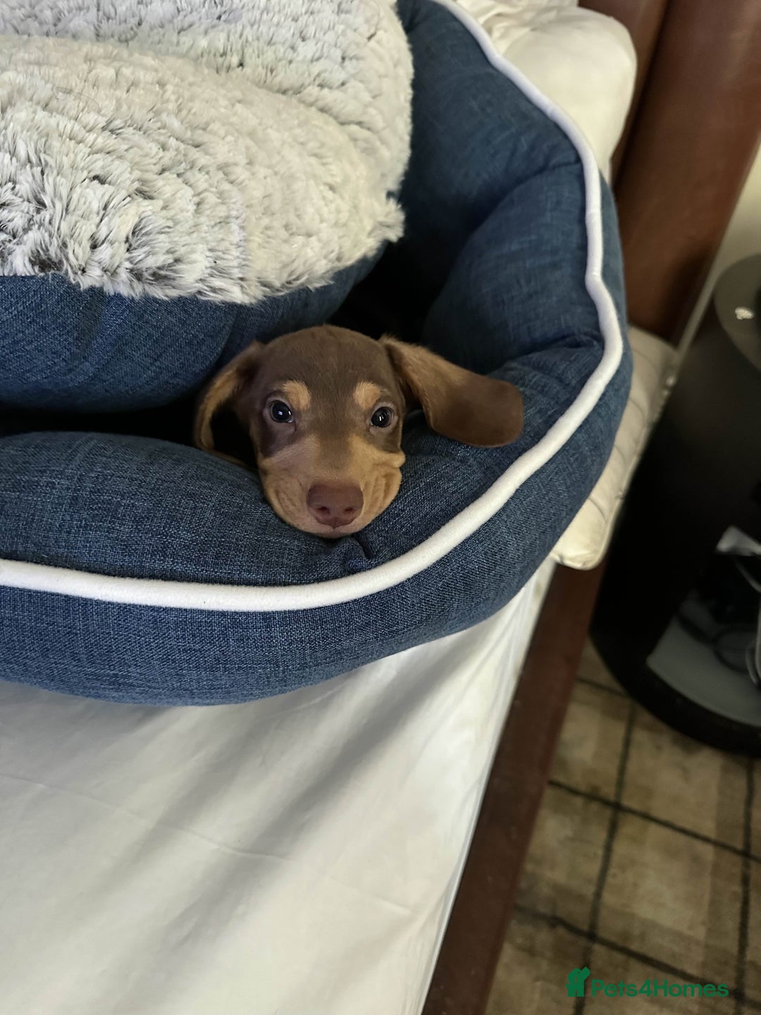 Miniature Dachshund dogs for sale: REDUCED 9 WEEKS MINI DACHSHUND PUPPY - Image 5