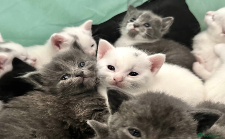 Mixed Breed cats - Advert 16