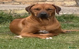 Rhodesian Ridgeback dogs for sale: PLANNED Rhodesian Ridgeback Puppies - Image 2