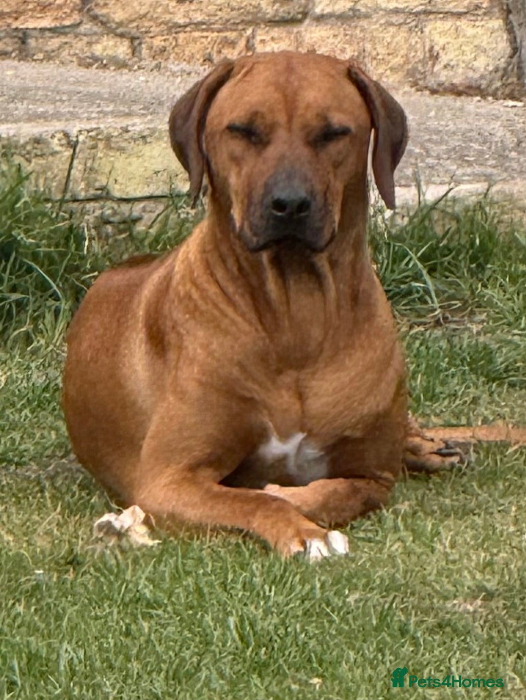 Rhodesian Ridgeback dogs for sale: PLANNED Rhodesian Ridgeback Puppies - Image 2